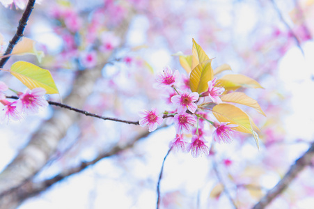 樱花花正在盛开的花朵在 pangkhon 山清莱