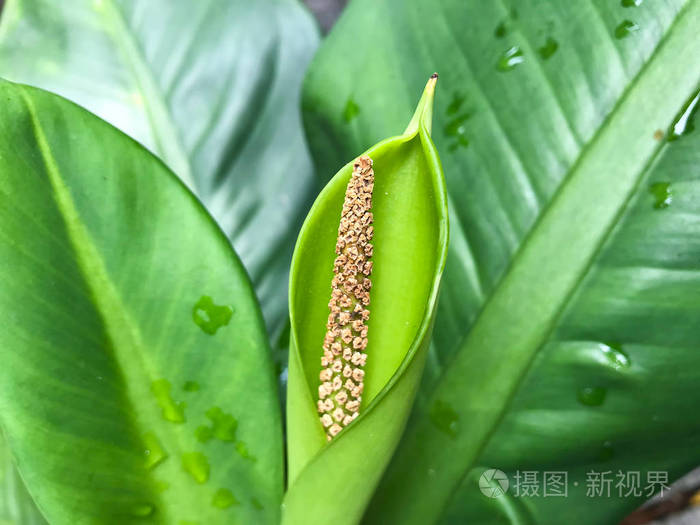 花叶万年青花随着绿叶的水滴而褪色照片 正版商用图片06wtg2 摄图新视界
