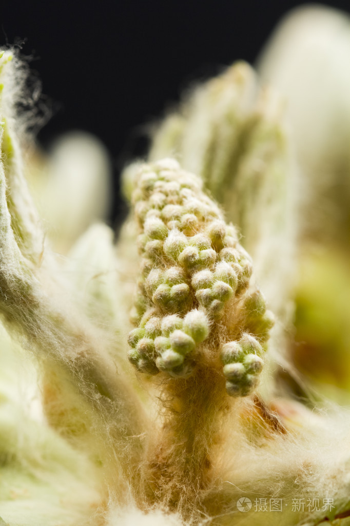 板栗芽花和小小的叶子