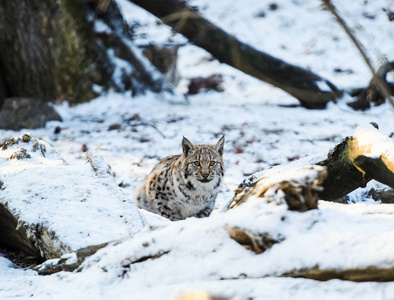 猞猁在雪地上