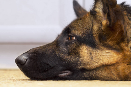 牧羊犬头部剖面图图片