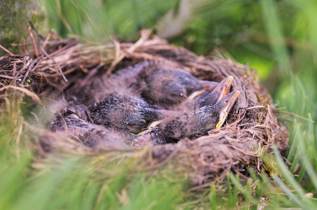 黑鸟 urdus 玛如拉 在巢与饥饿的幼鸟