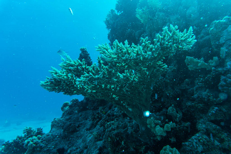 珊瑚礁鱼，周围有湛蓝清澈的海水，在背景上