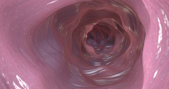 3d. 结肠或肠道内侧的图示