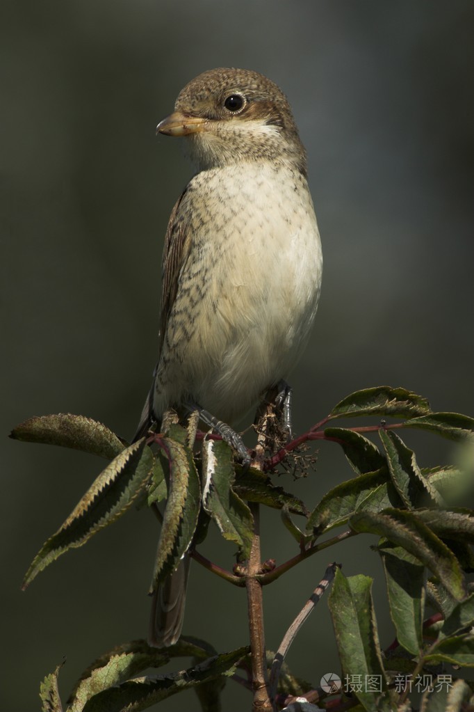 伯劳鸟在一根树枝上一个黑色的背景上