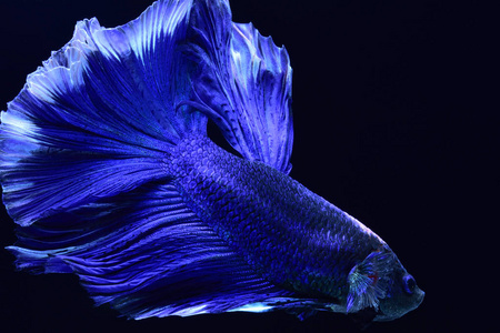 头部为白色, 插入红色.鳍和尾巴像长裙, 半月尾, 完美的鱼的优雅.