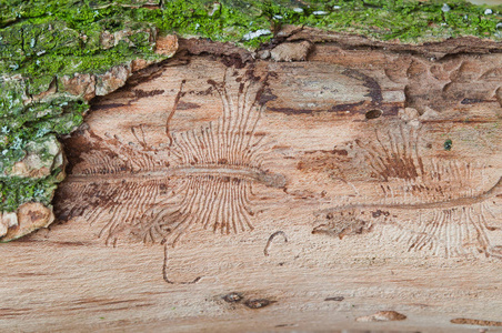 树皮甲虫在树树皮下的印记