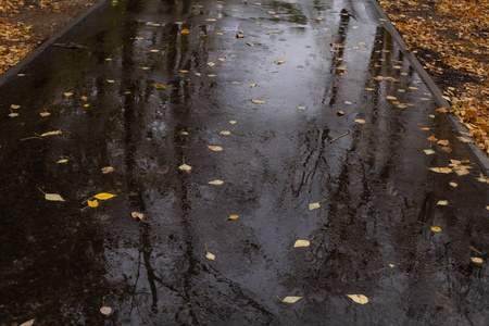 潮湿的沥青路与落叶在一个下雨的秋天晚上在一个公园撒满了黄色叶子