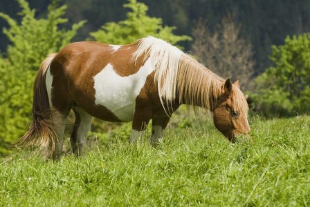 cavallo al pascolo in cantabria, Spagna del Nord马放牧在西班牙北部坎塔布里亚