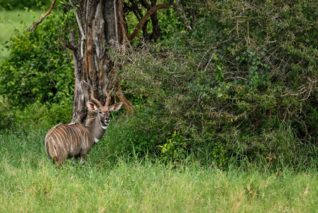 更大的羚Tragelaphus strepsiceros, 大条纹羚羊从非洲大草原, 塔伊塔丘陵保护区, 肯尼亚