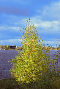 阿尔汉格尔斯克.秋日在岸的北德维纳河对面 Solombala。在沿海桦木的黄金秋叶。太阳在云层中的光芒