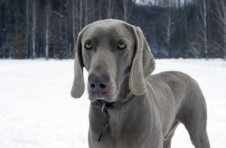美丽的 Weimaraner 狗在冬天站在雪地里。大 D