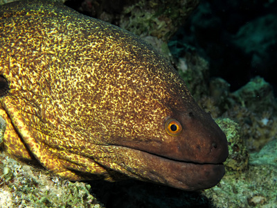 yellowmargin 海鳗