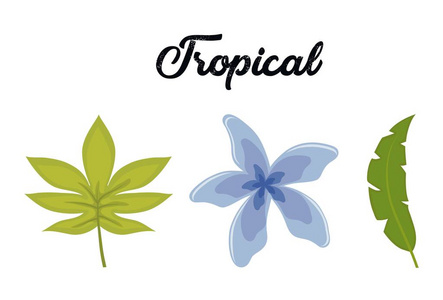 热带树叶和花卉设计集