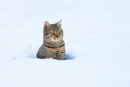 猫坐在雪中