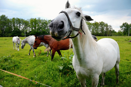 马放牧在绿色的草地上稀有品种
