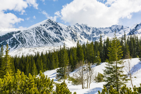 春天开始与冬天山风景的战斗。山谷中白雪皑皑的山峰和绿色云杉的景色