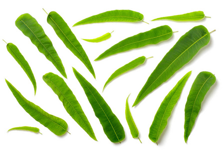 德庆柠檬桉叶图片