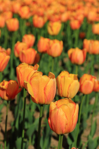 在公园里的花园里，春天花儿红橙色郁金香