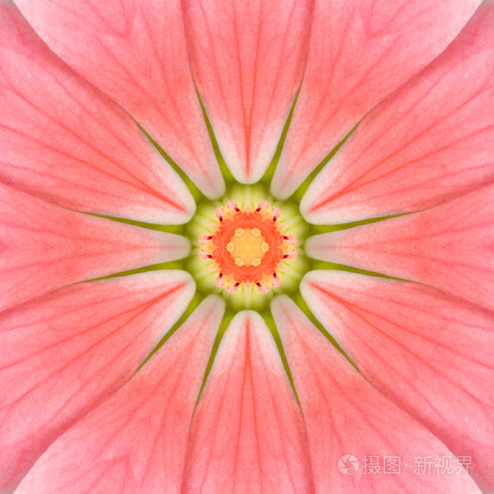 粉红色的曼荼罗同心花中心万花筒