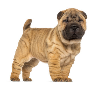 shar pei 小狗，2 个月大，地位和面临，孤立上 w