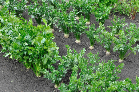 芹菜种植园特写 根叶蔬菜 和 par