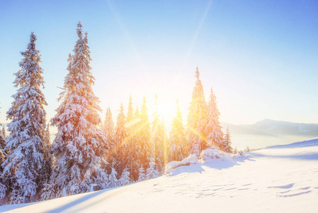 神秘的冬景壮丽的高山在冬日的夕阳中。神奇的冬雪覆盖的树。照片贺卡。喀尔巴阡山.乌克兰欧洲