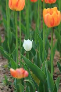 在公园里的花园里，春天花儿红橘红色和白色郁金香