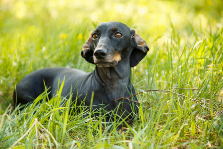 黑色小狗猎犬坐在绿草户外