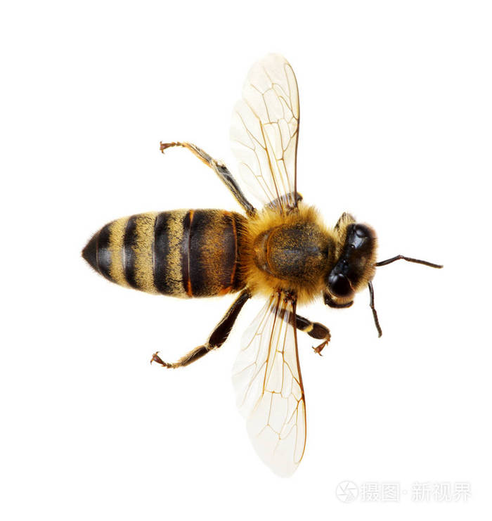 蜜蜂