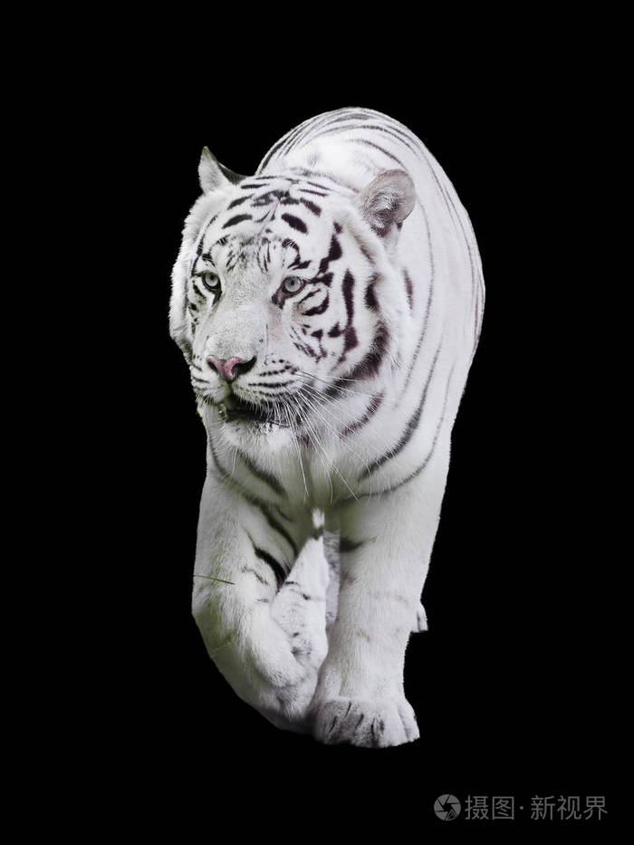 白色大老虎虎底格里斯河豹猫走在黑色的隔离