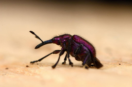 马铃薯茎象甲虫,是一种甲壳虫,有一个非常长的鼻子,复古线绘图或雕刻