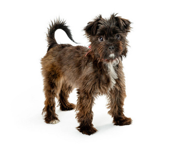 梗混合可爱的小混合梗犬品种狗站到一边在白色和看着相机照片