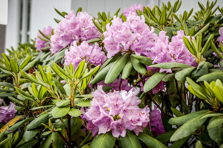 郁金香花与美丽的橙色和红色郁金香在春天