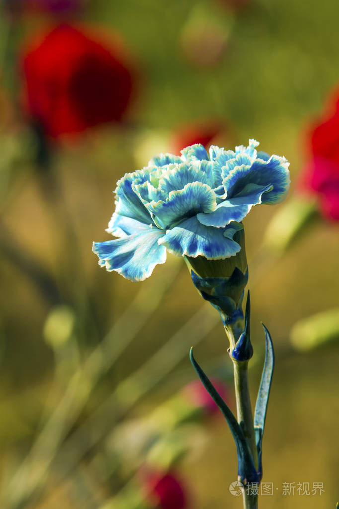 蓝色康乃馨花卉景观背景