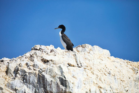 Guany 鸬鹚, Phalacocorax bougainvillii, 在悬崖上, 大西洋 de Ballestas, 秘鲁