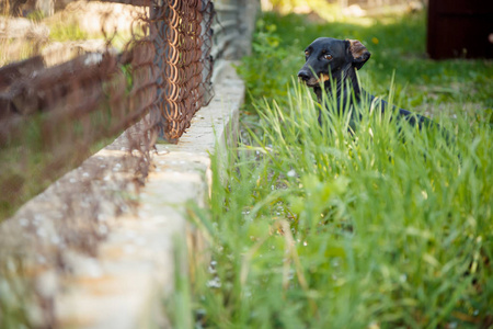 黑色小狗猎犬坐在绿色的草地附近的 fe