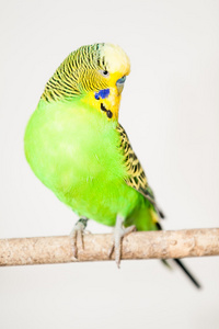 布格里加Melopsittacus Unulatus