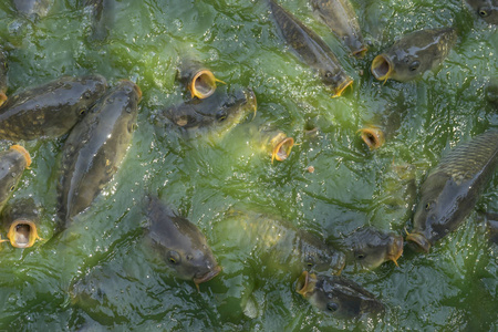 成群的淡水鱼如鲶鱼,黑鱼,蛇鱼等在进食时争相吃河里的食物照片