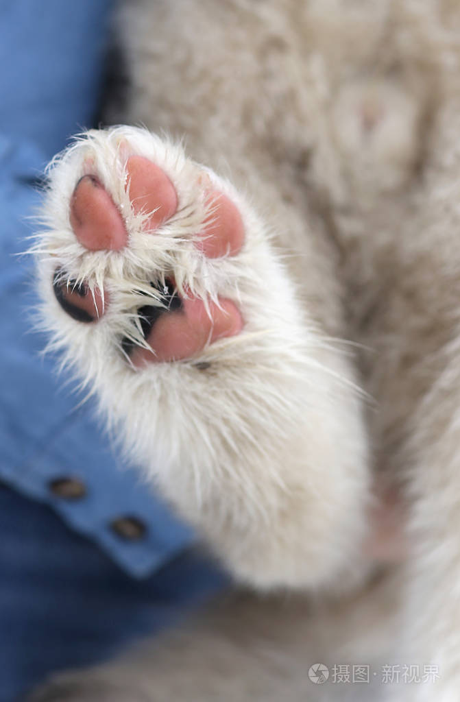 小狗可爱的爪子