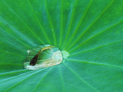 水中的鱼滴