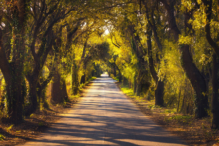 秋天，日落树条笔直的道路。马里，托斯卡纳