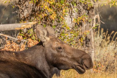 牛 Shiras 驼鹿在秋天在怀俄明州