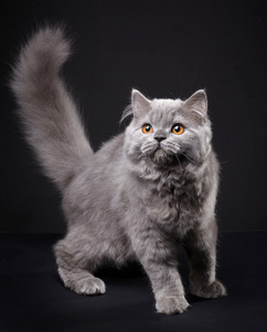 警报的灰色猫灰色英国短毛猫照片