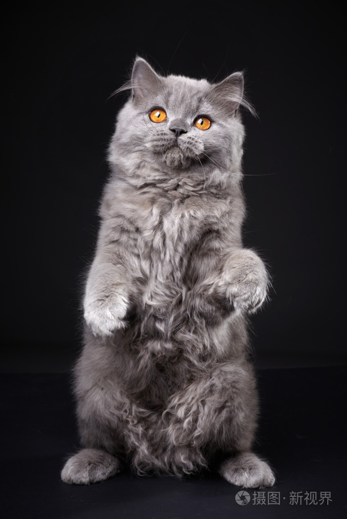 灰色英国短毛猫