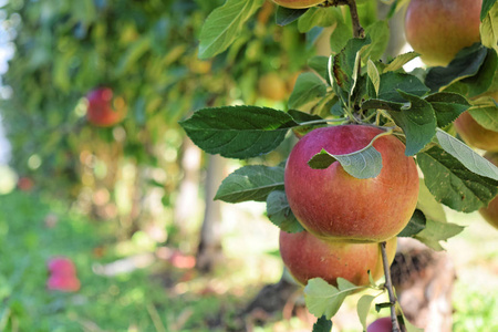 秋 Braeburn 苹果园与 Idared 苹果