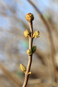 第一春芽和枝