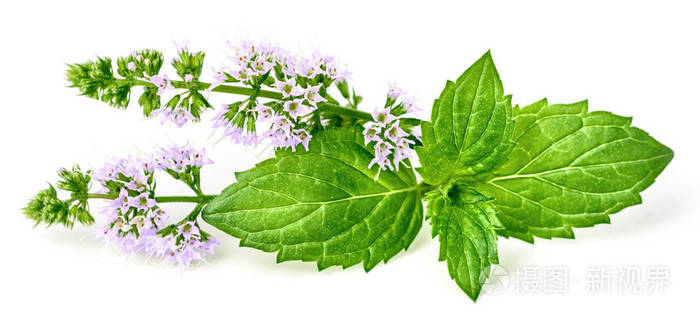 新鲜香草薄荷花和叶子的白色背景