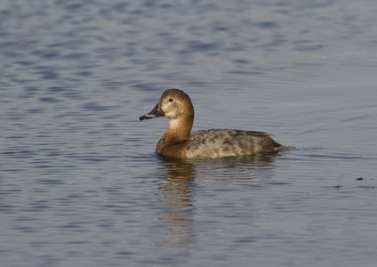 浮在湖上的女性 pochards