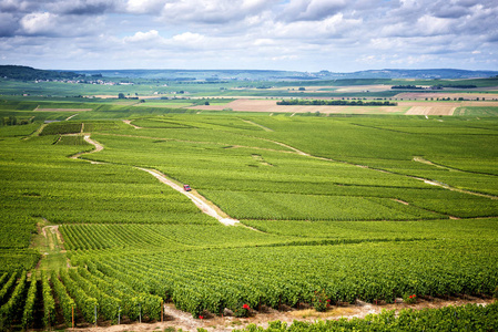 香槟, 平原完全覆盖在 vernezay 附近的葡萄园.法国照片